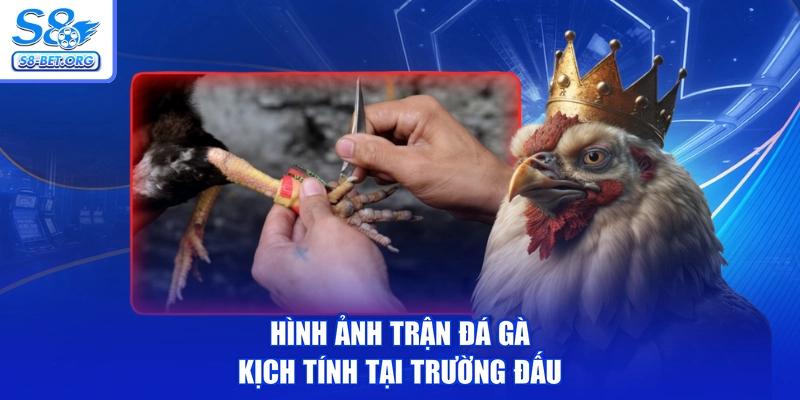 Hình ảnh trận đá gà kịch tính tại trường đấu
